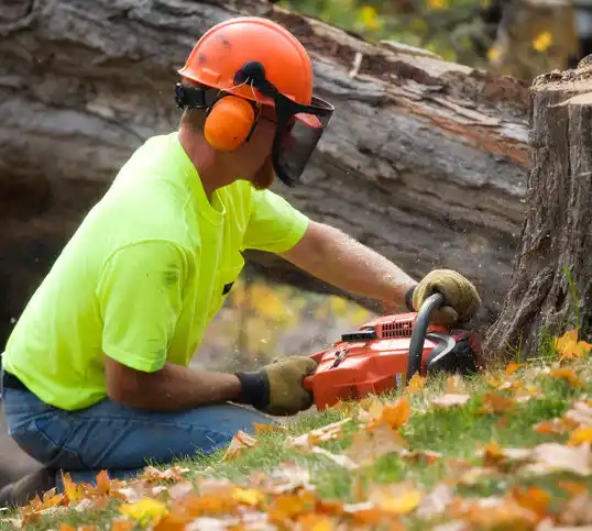 tree services Berkley